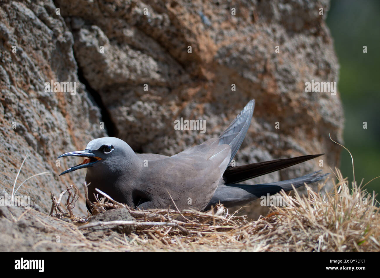 Braun Noddy (Anous Stolidus) am nest Stockfoto