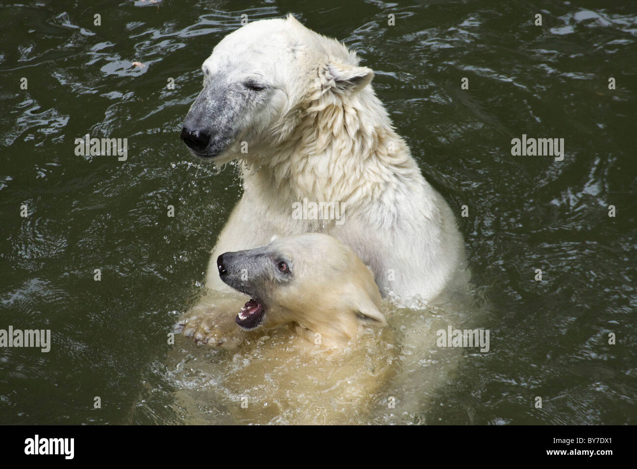 Eisbär mit Kind (Ursus Maritimus, Thalarctos Maritimus) in Wasser Stockfoto