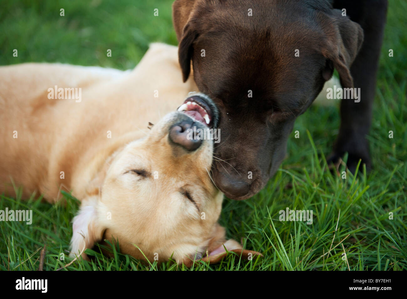 Hunde spielen zusammen in Rasen Stockfoto