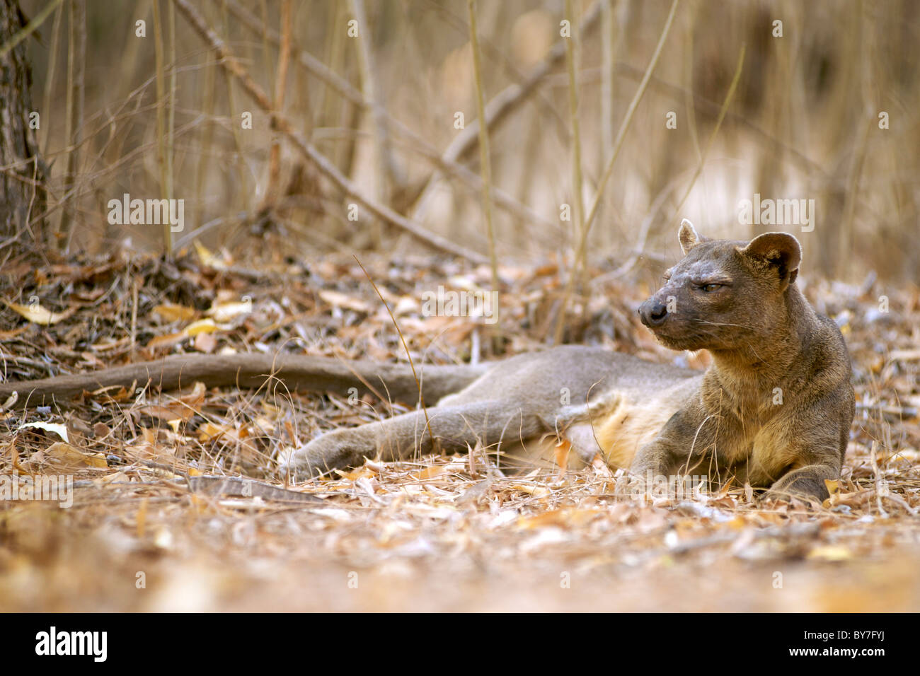 Die Fossa (Cryptoprocta Ferox) einer der wenigen madagassische Fleischfresser, in Kirindy Forest Reserve im Südwesten Madagaskars. Stockfoto