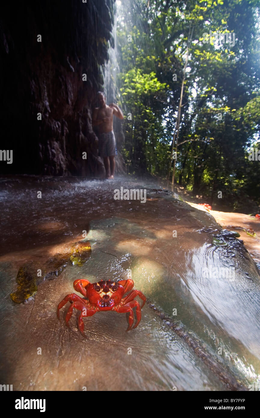 Rote Krabbe (Gecarcoidea Natalis) Uhren Mann in Hugh Dale Wasserfall, Christmas Island National Park, Australien Stockfoto