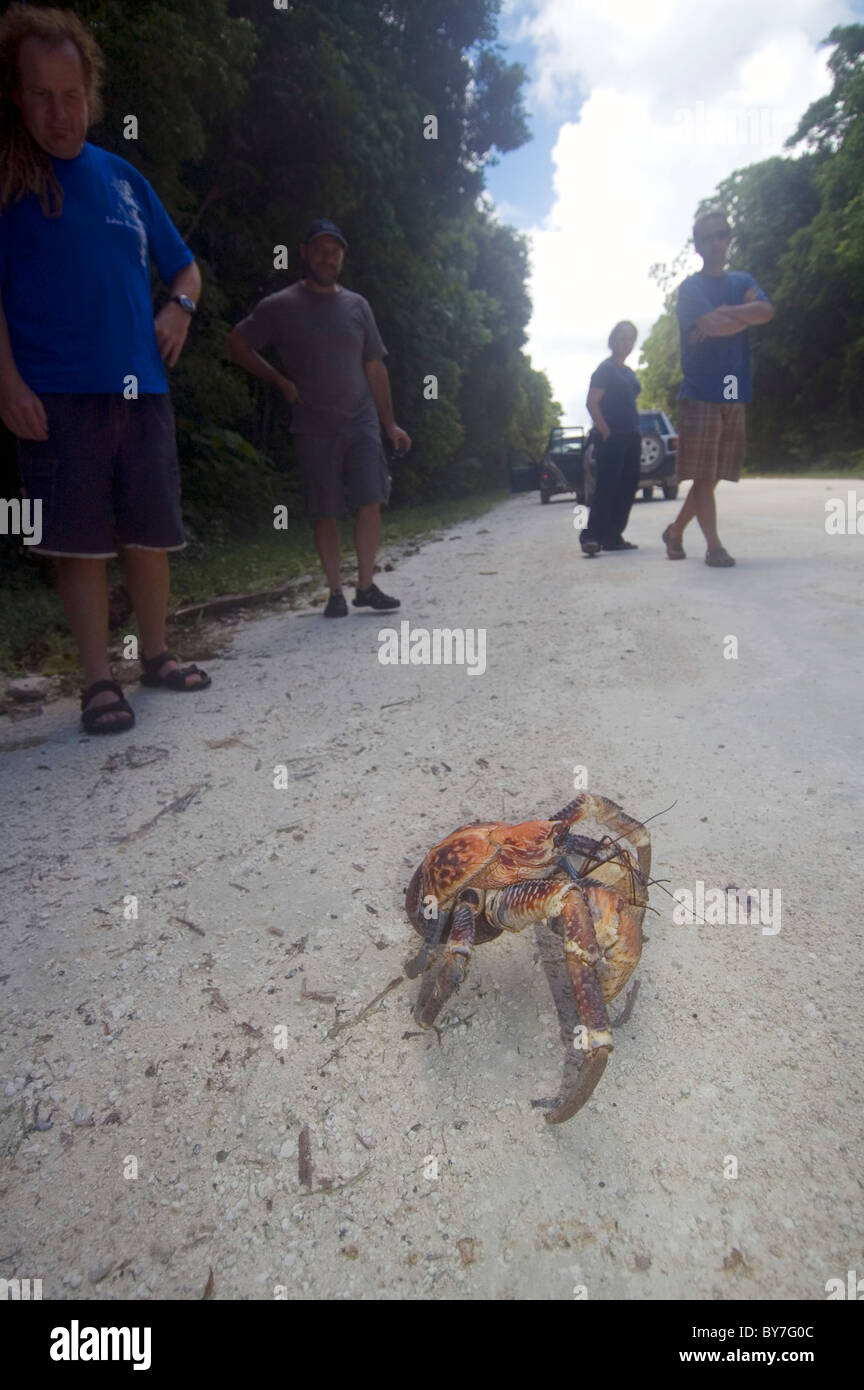 Menschen Sie beobachten Coconut Crab (Birgus Latro) überqueren die Straße, Christmas Island National Park, Australien, Indischer Ozean. Kein Herr Stockfoto
