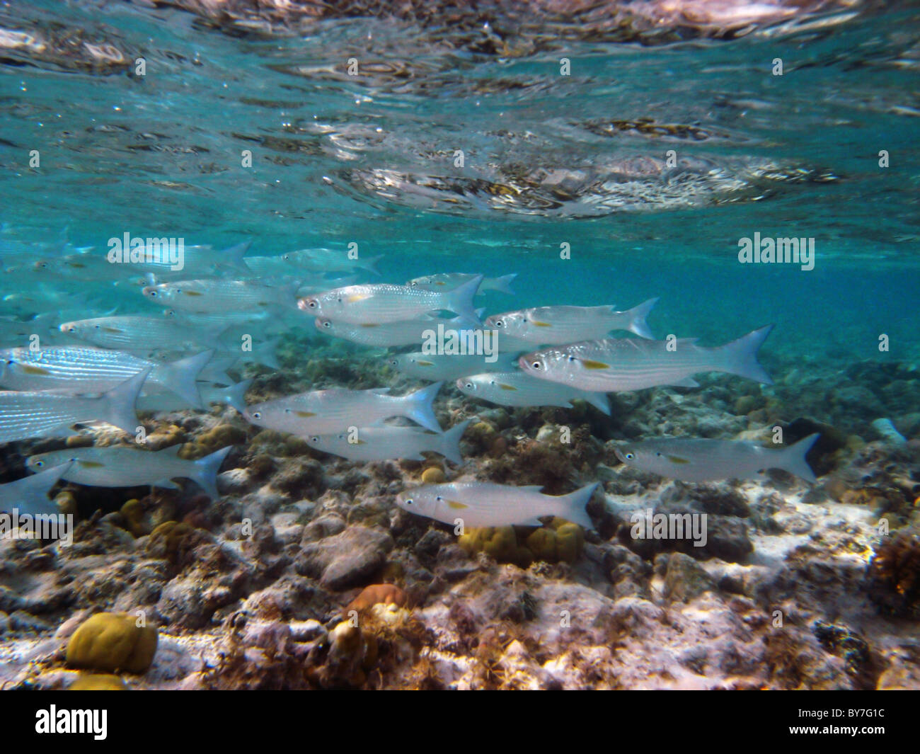 Fringelip Meeräsche (Crenimugil Crenilabis) Schule im flachen Wasser, Lagune von Cocos Keeling Atoll, Indischer Ozean Stockfoto