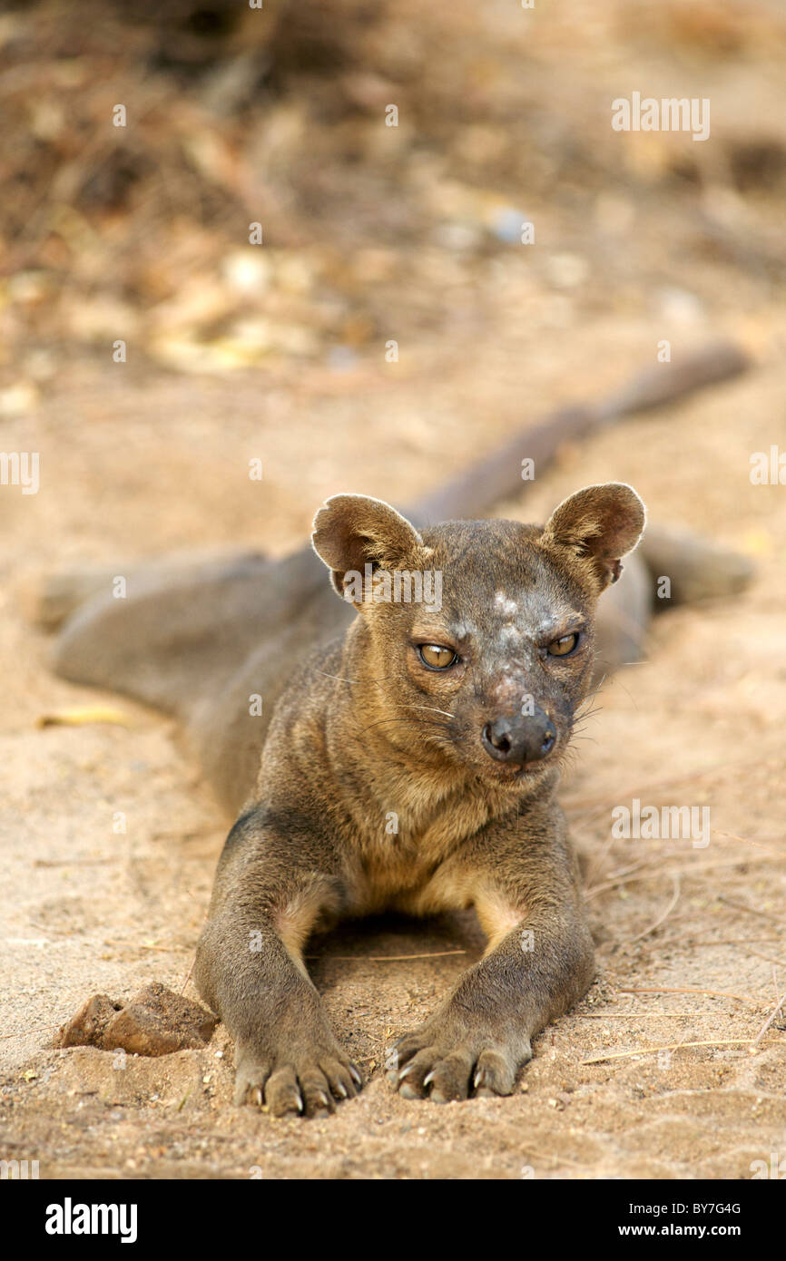 Eine vom Aussterben bedrohte Fossa (Cryptoprocta Ferox), ein paar madagassische Fleischfresser, in Kirindy Forest Reserve, Südwesten Madagaskars. Stockfoto