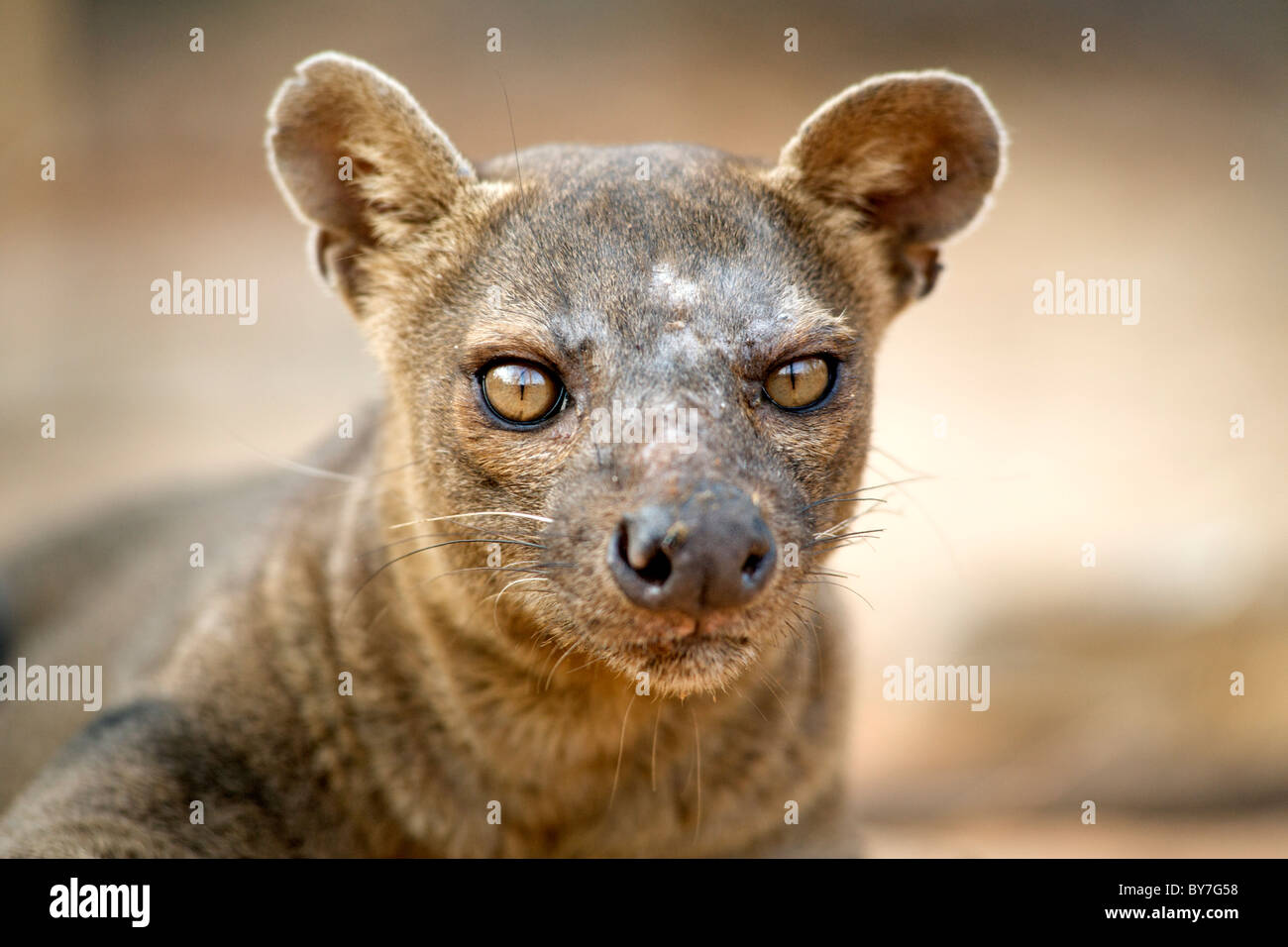 Eine vom Aussterben bedrohte Fossa (Cryptoprocta Ferox), ein paar madagassische Fleischfresser, in Kirindy Forest Reserve, Südwesten Madagaskars. Stockfoto