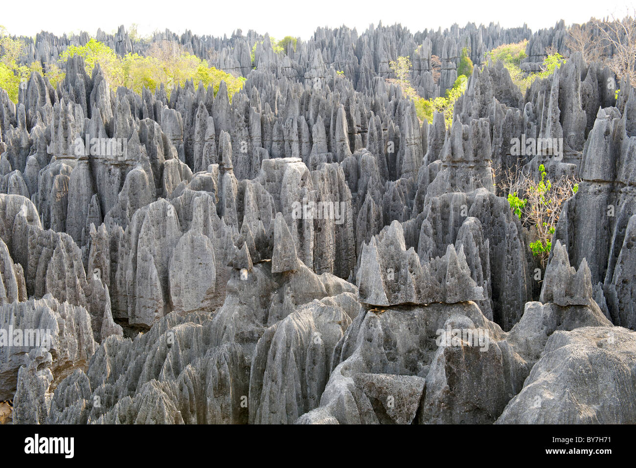 Blick über die Grand Tsingy-Landschaft in den Tsingy de Bemaraha Nationalpark im westlichen Madagaskar. Stockfoto