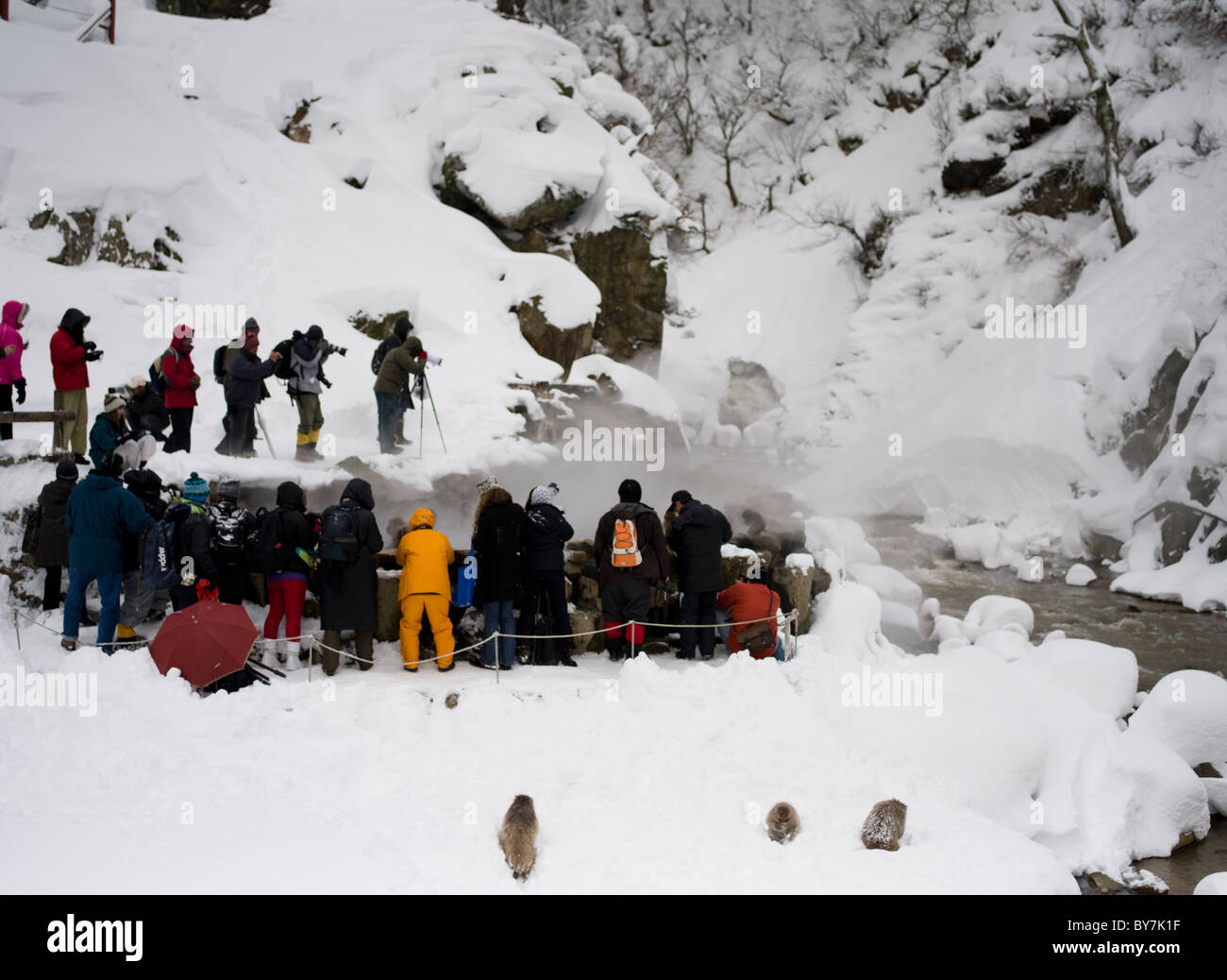 Fotografen und Touristen Publikum rund um die japanische Schnee Affen Jigokudani Onsen, Präfektur Nagano Stockfoto
