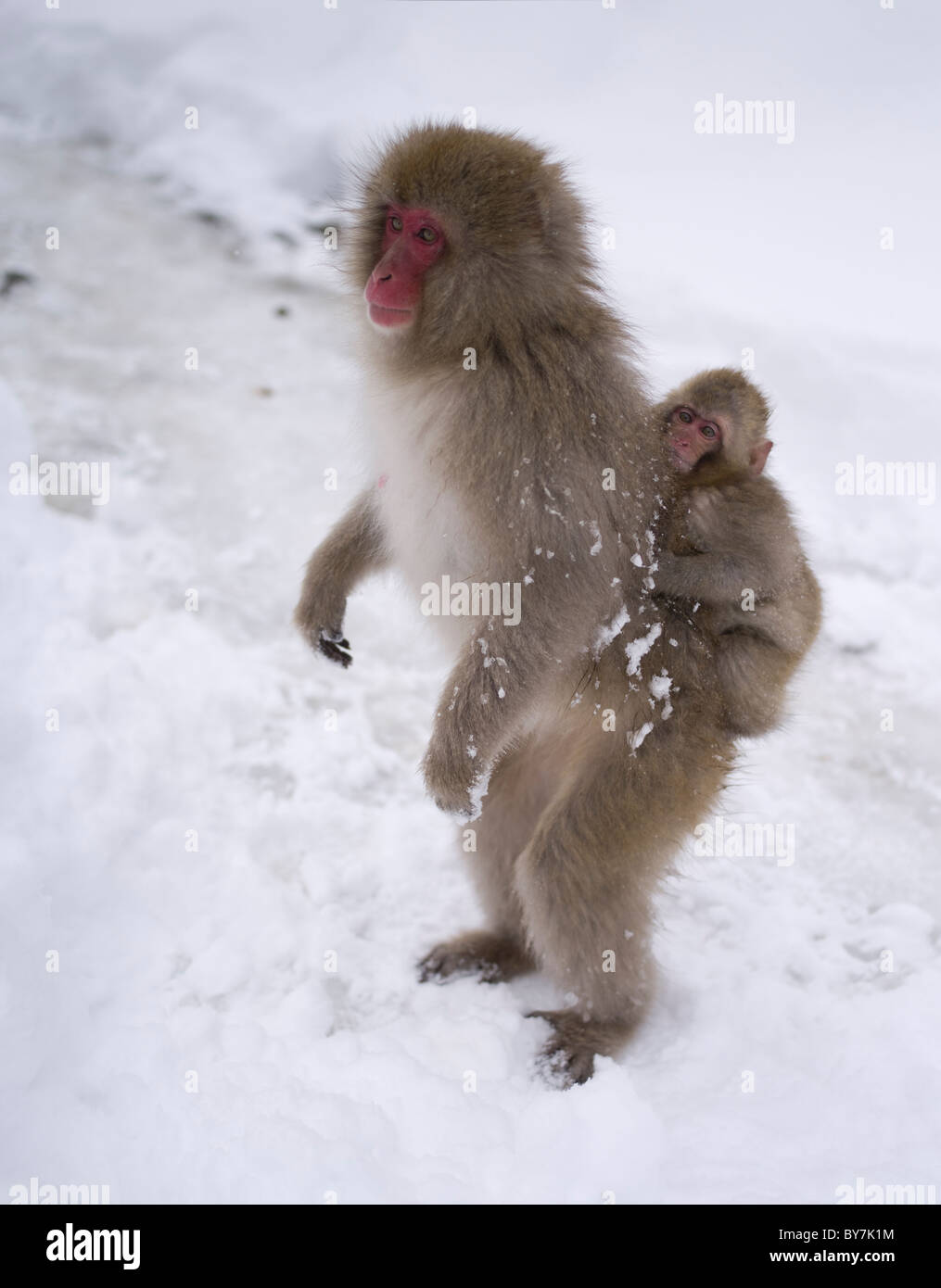 Japanisch Schnee Affen Jigokudani Onsen, Präfektur Nagano Stockfoto