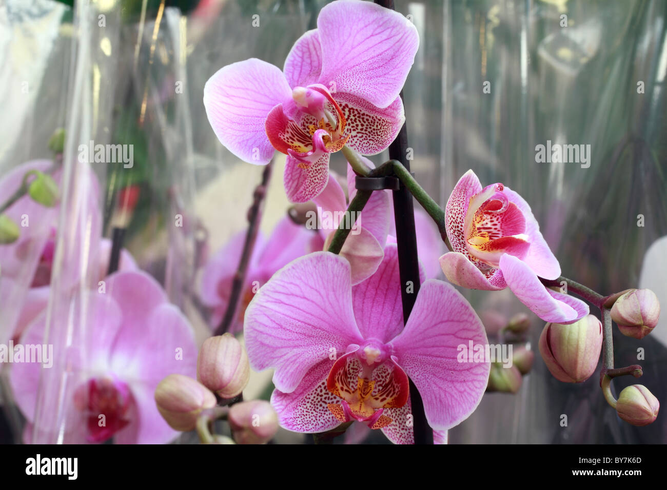 Phaleonopsis - Orchidee Stockfoto