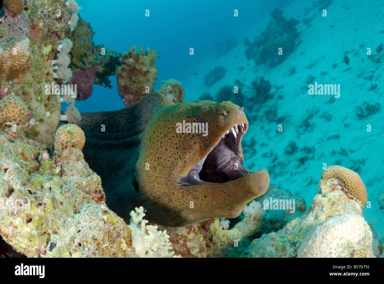MittelmeerMuräne (Muraena Helena) Rotes Meer, Ägypten Stockfotografie
