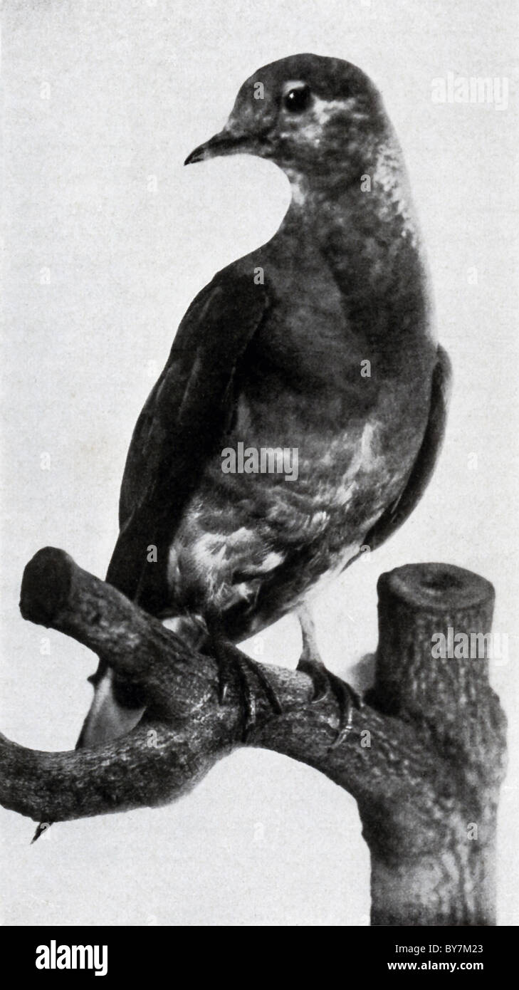 Dieses Foto zeigt Martha, die letzte Wandertaube geglaubt. Sie starb am 1. September 1914 in Cincinnati Zoo. Stockfoto