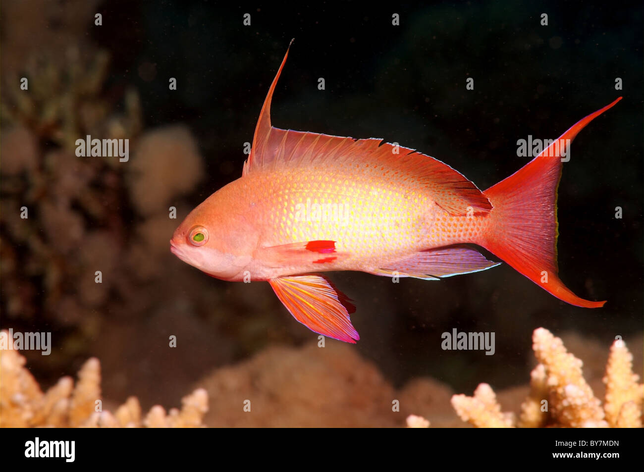 Meer Goldie, Lyretail Coralfish, Lyretail Anthias, Orange Schmetterling Barsch, Orange Basslet oder Scalefin anthias Stockfoto