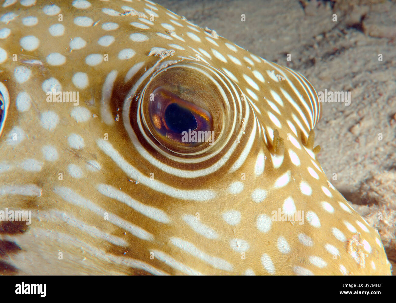 Weiß gefleckten Kugelfisch (Arothron Hispidus) Stockfoto
