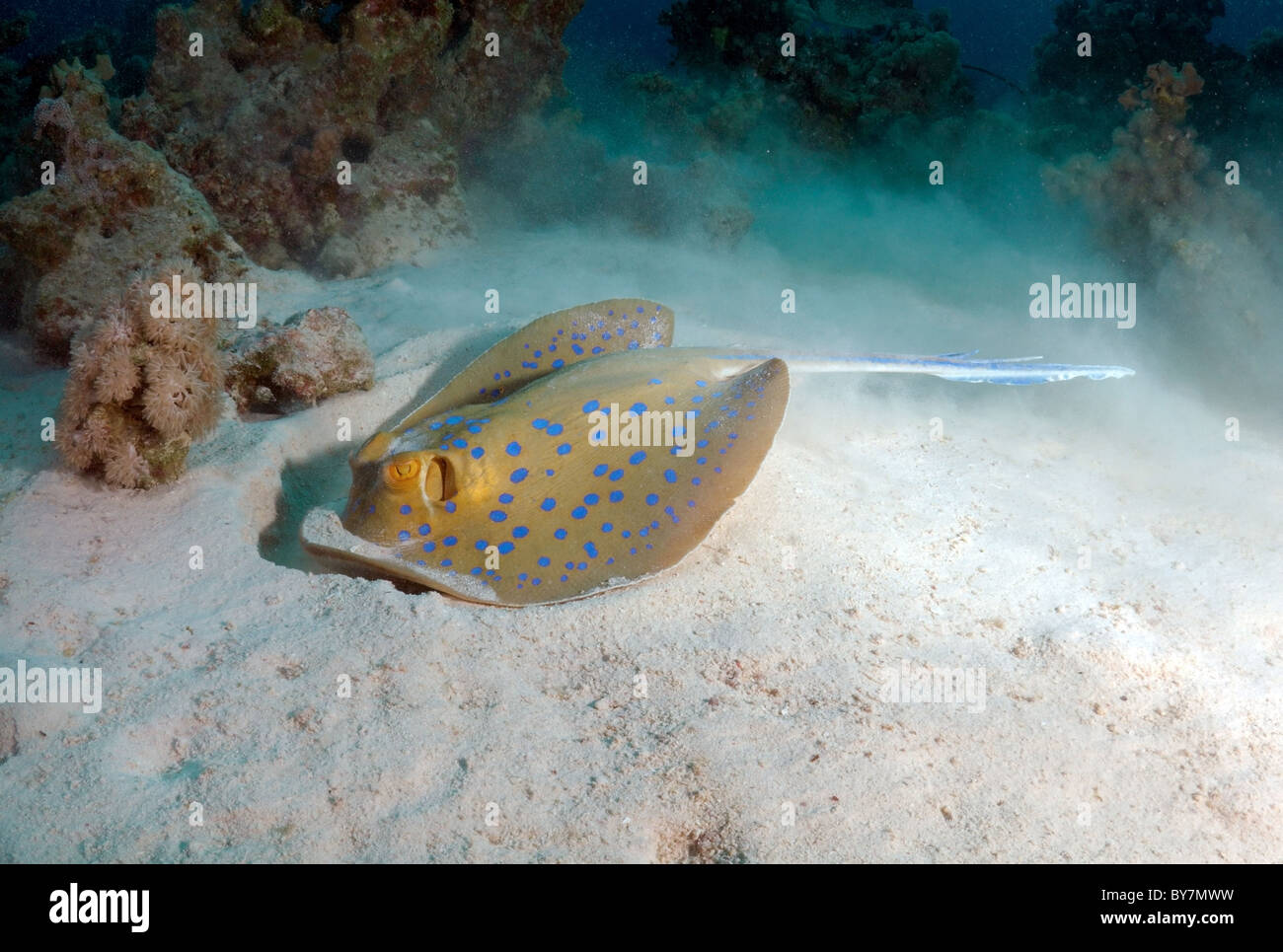 Taeniura Lymma (Blue Spotted Stingray) Stockfoto