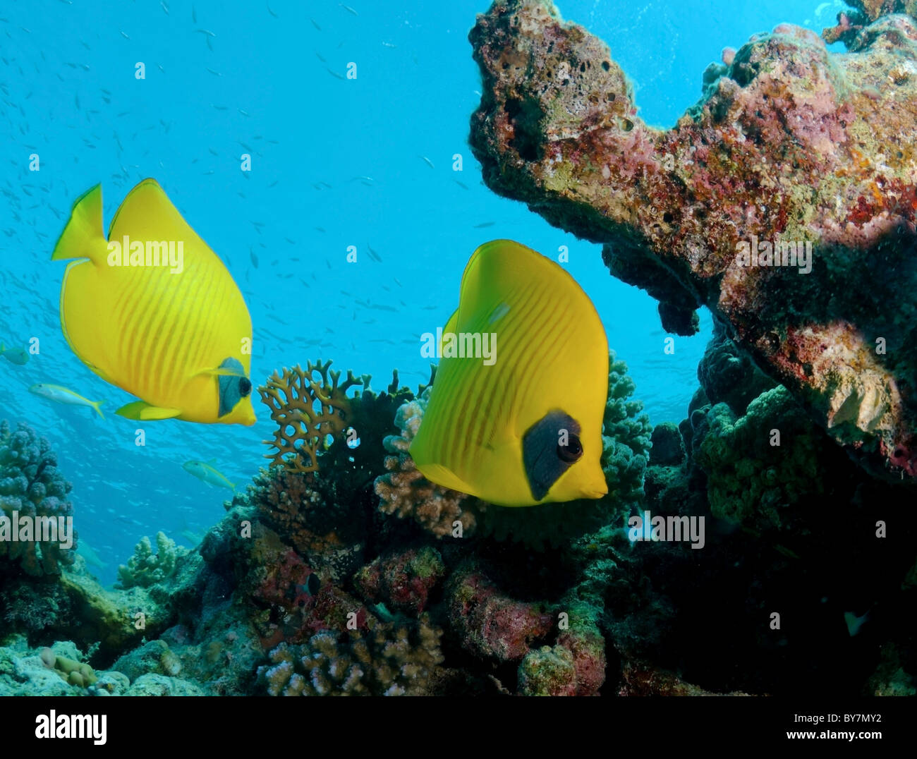 Maskierte Schmetterling, goldene Butterflyfish Bluecheek Butterflyfish (Chaetodontidae Semilarvatus) Stockfoto