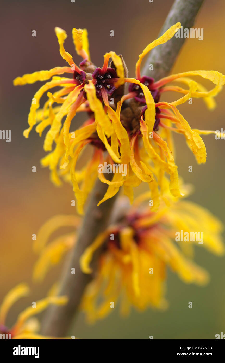 Hamamelis x intermedia Orange Peel Stockfoto