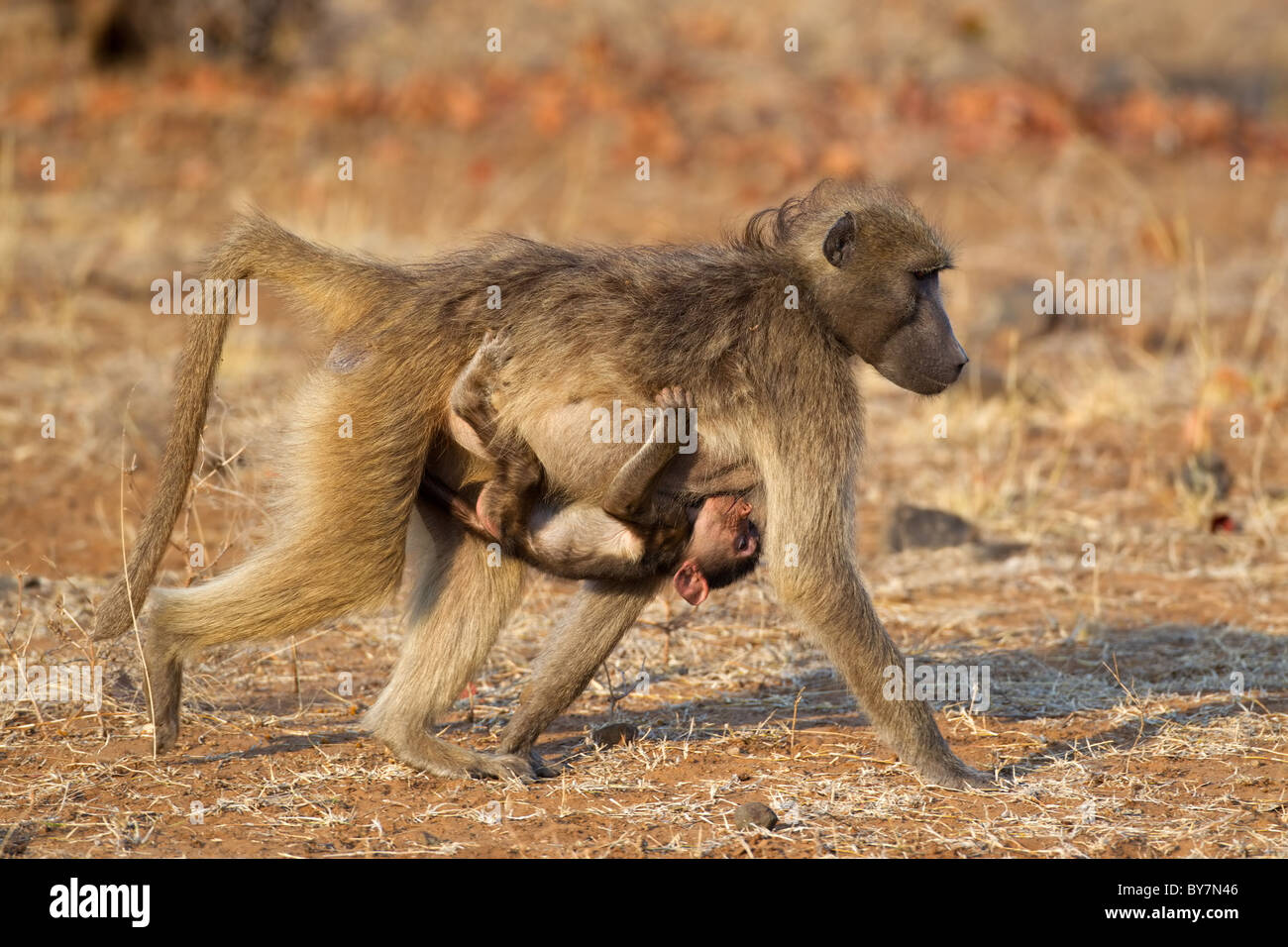 Chacma Pavian (Papio Hamadryas) mit Spanferkel Baby, Krüger Nationalpark, Südafrika Stockfoto