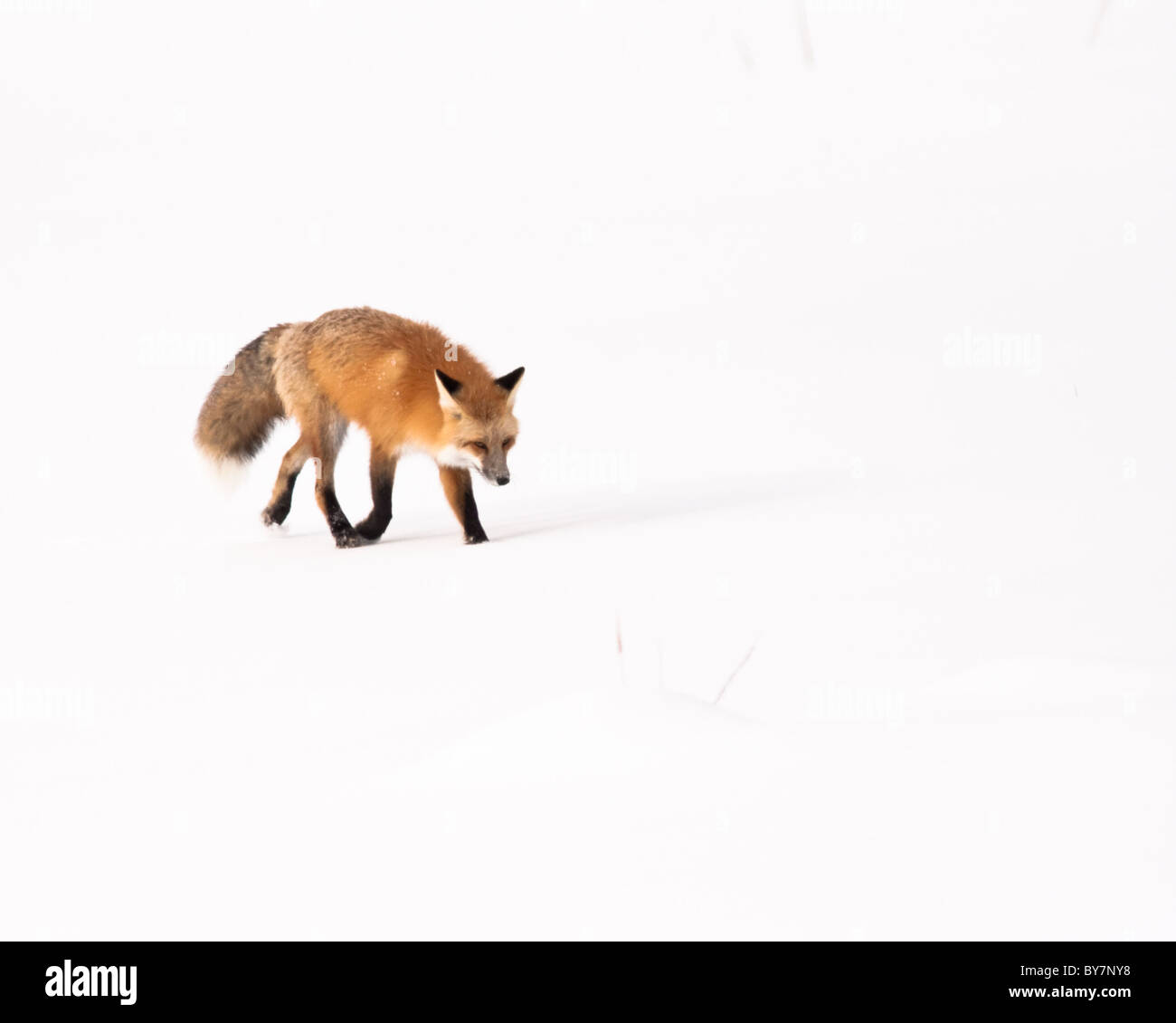 Rotfuchs im winter Stockfoto