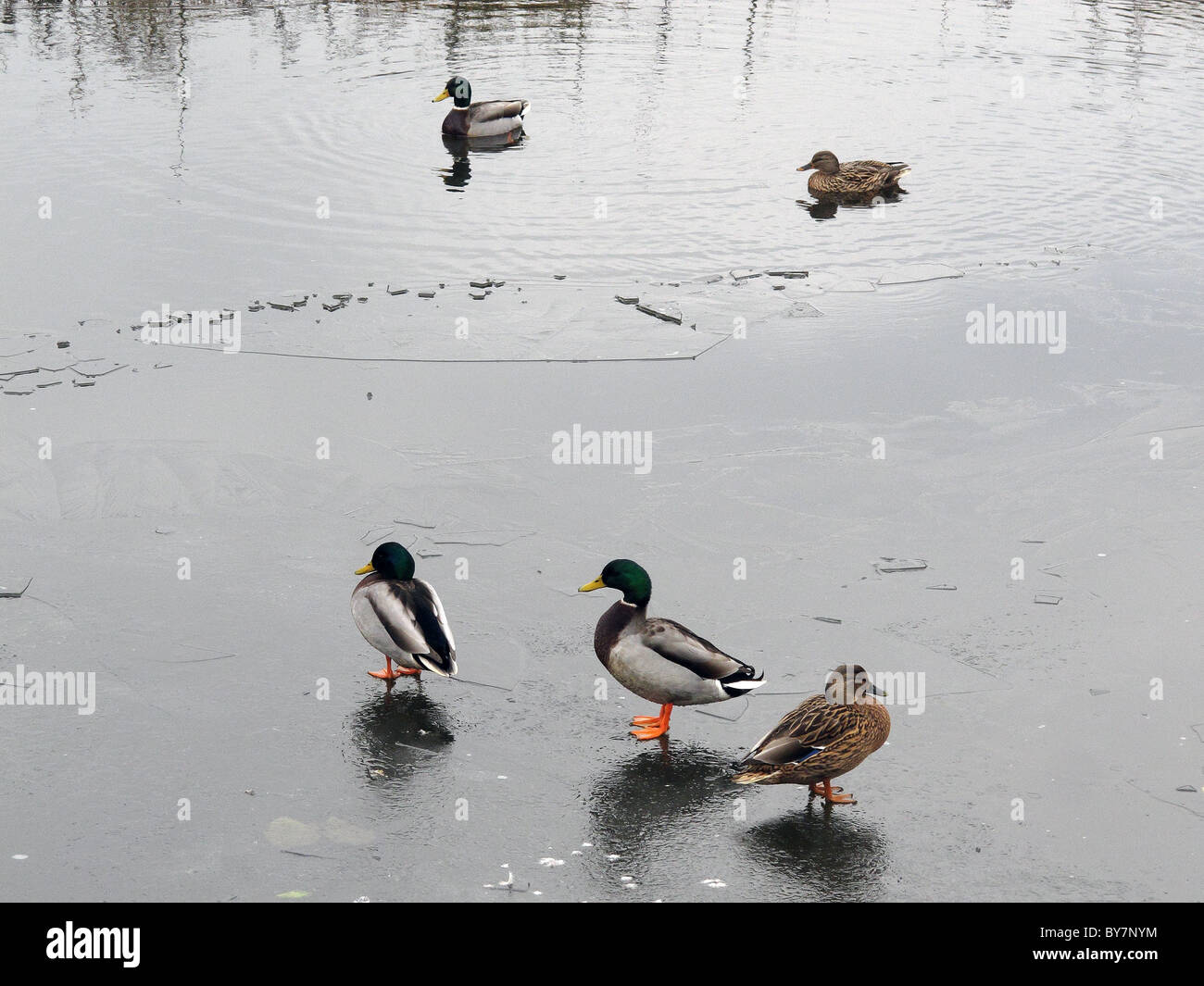 Enten auf Eis und Wasser Stockfoto