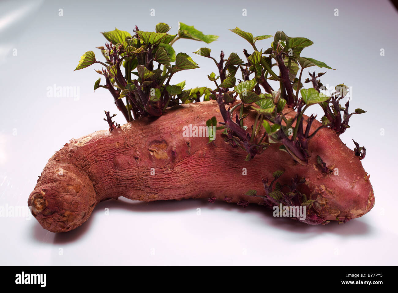 wachsende Süßkartoffel-grüne Blätter Stockfoto