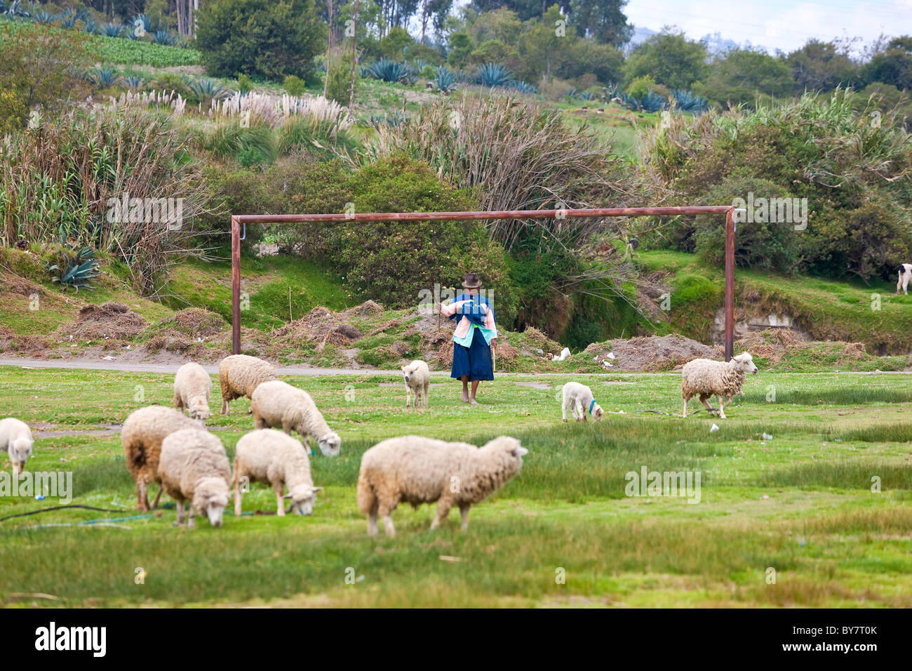 Schafe am Fußballplatz, nr Saquisili, Hochland, Ecuador Stockfoto