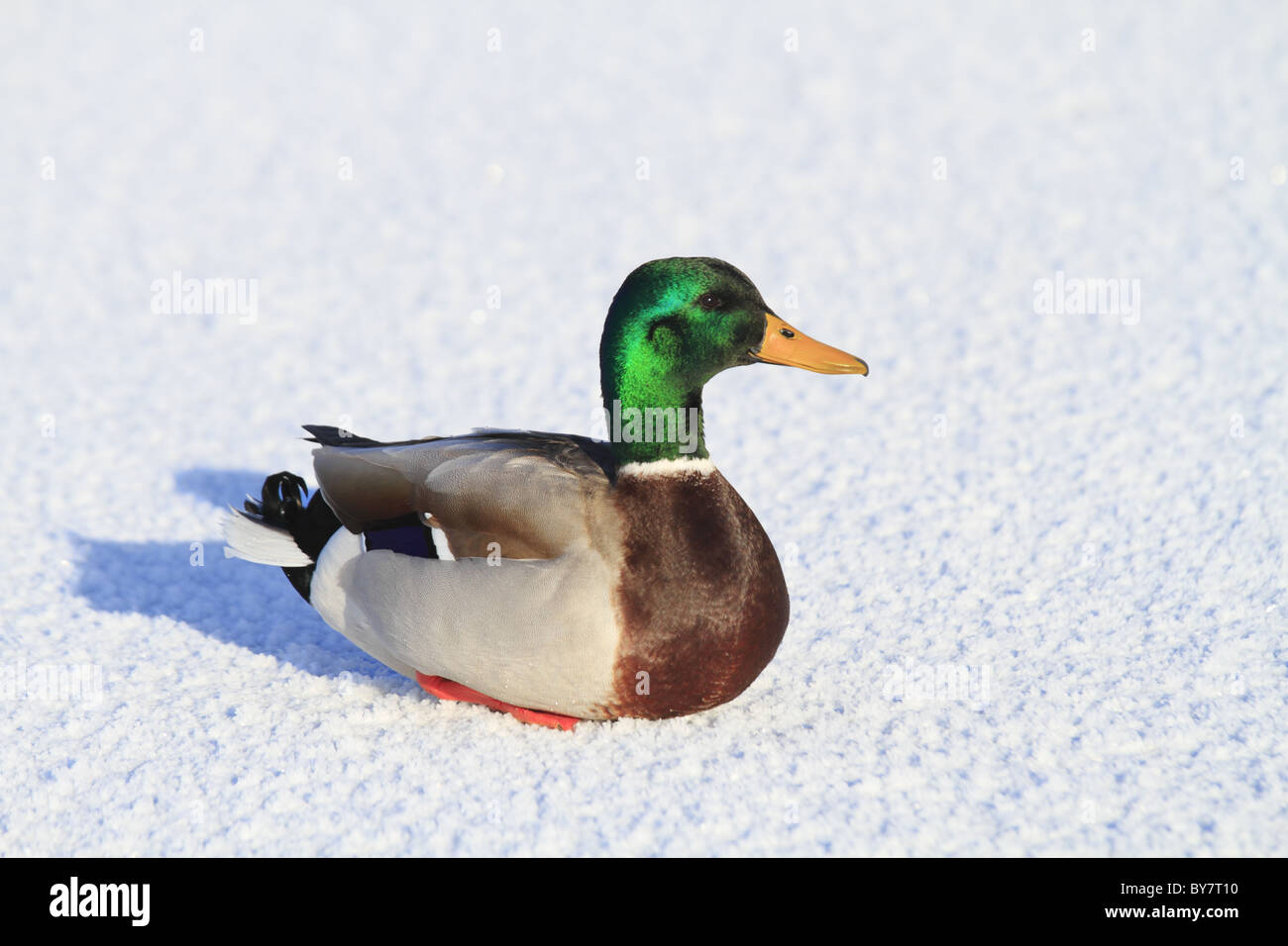 Eine Erwachsene männliche Stockente (lateinisch: Anas Platyrhynchos) auf einem zugefrorenen Seeoberfläche. Stockfoto