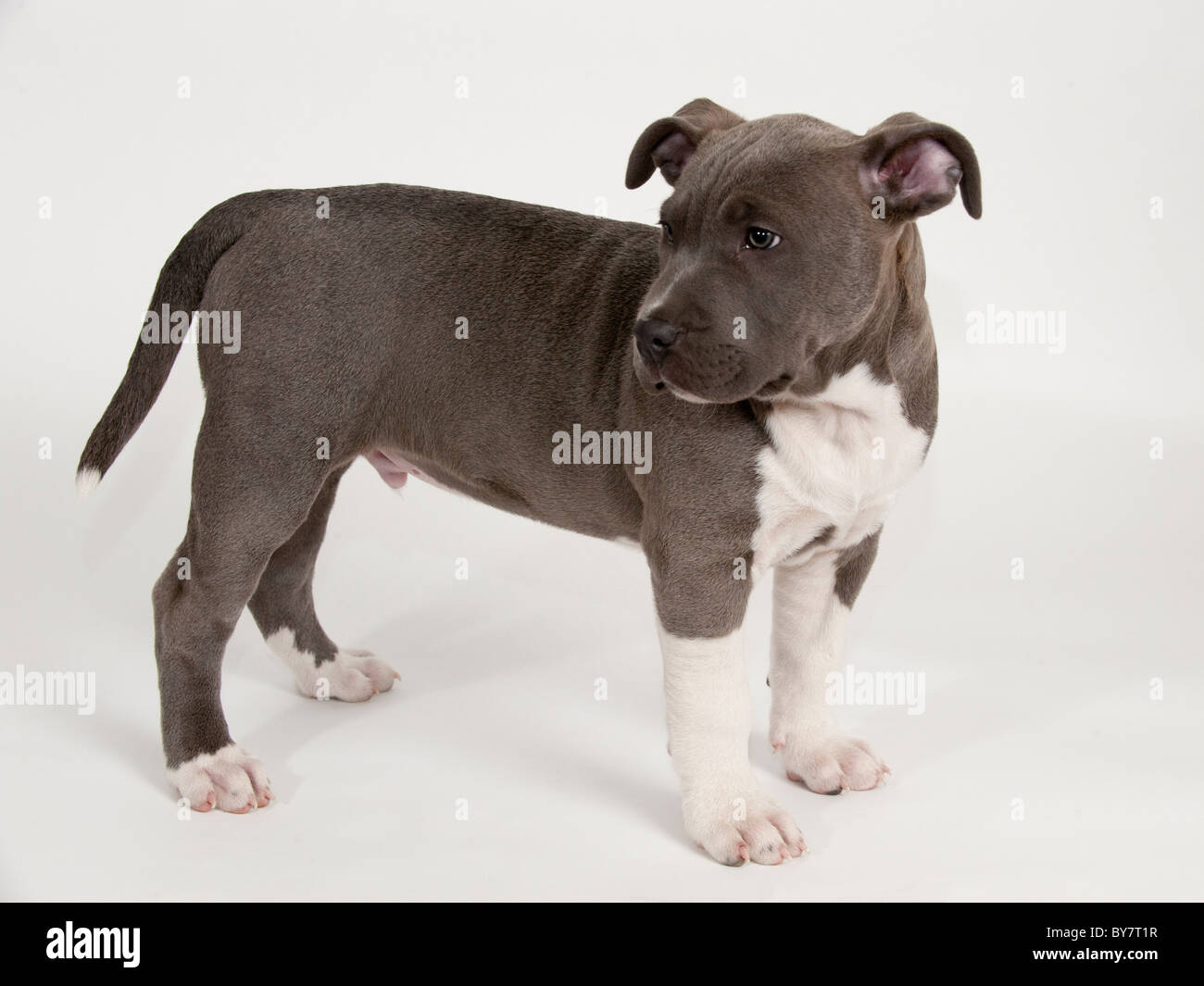 Ein 11 Wochen alten Pitbull Welpen Stockfoto