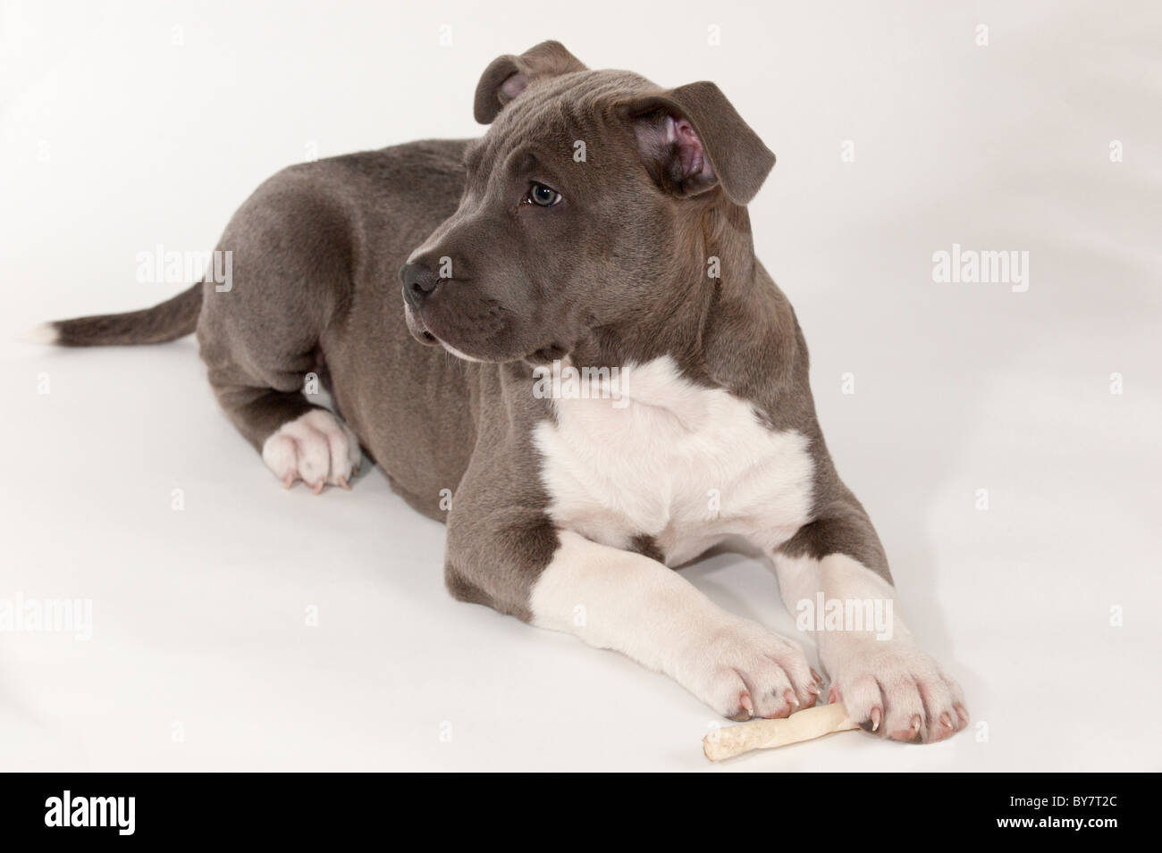 Ein 11 Wochen alten Pitbull Welpen Stockfoto