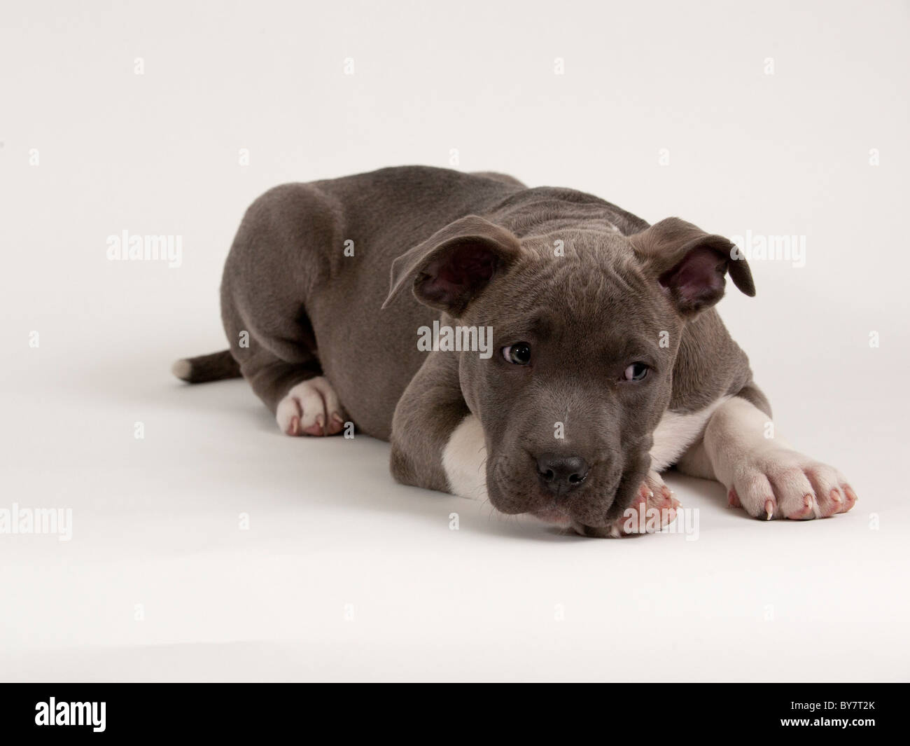 Ein 11 Wochen alten Pitbull Welpen Stockfoto