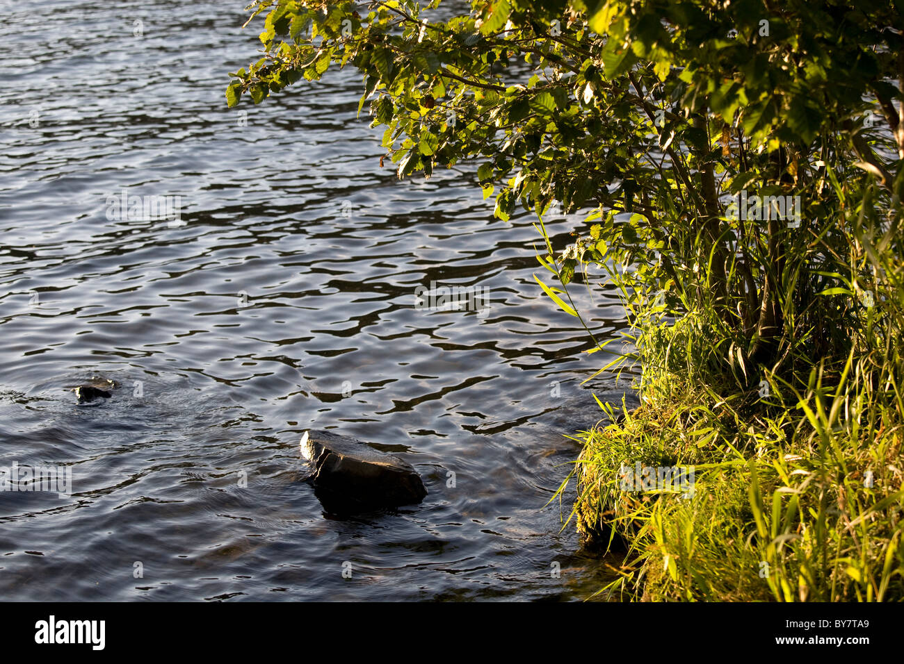 Ruhige Wasser und Strand-Szene mit dunkelgrünem Laub. Stockfoto
