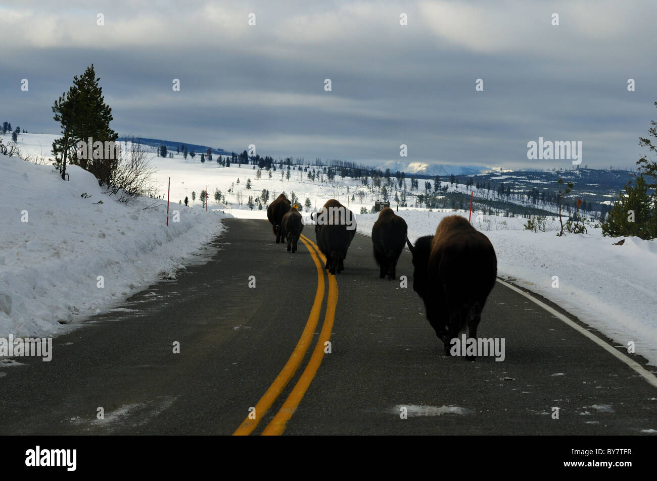 Bison-Herde zu Fuß unterwegs. Yellowstone-Nationalpark, Wyoming, USA. Stockfoto