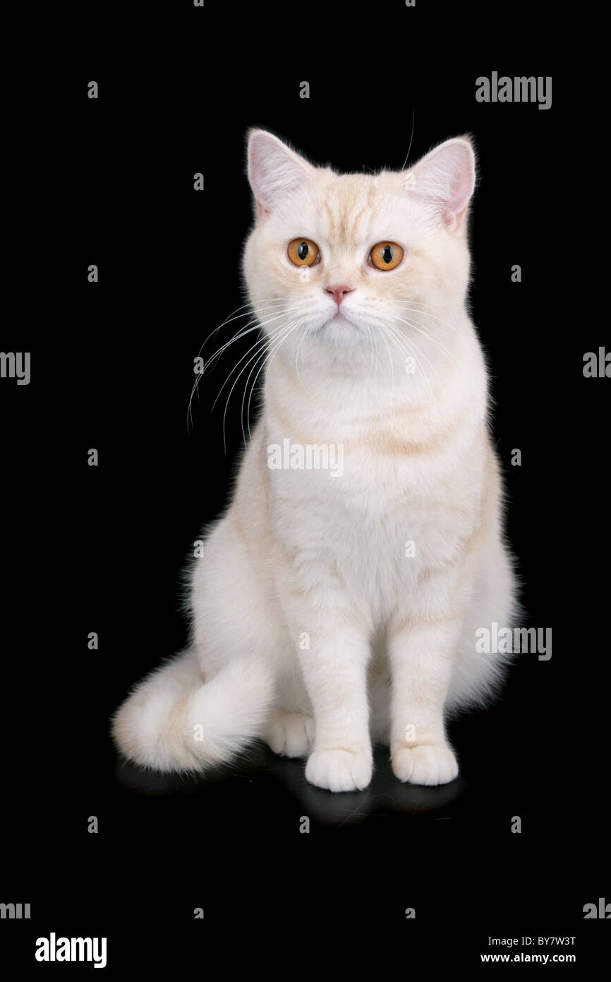 Creme British Kurzhaar Katze auf schwarz Stockfoto