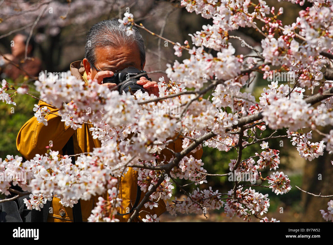 Japanische Gentleman Fotografieren von weißen Kirschblüten in Shinjuku Gyoen, Tokyo, Japan Stockfoto