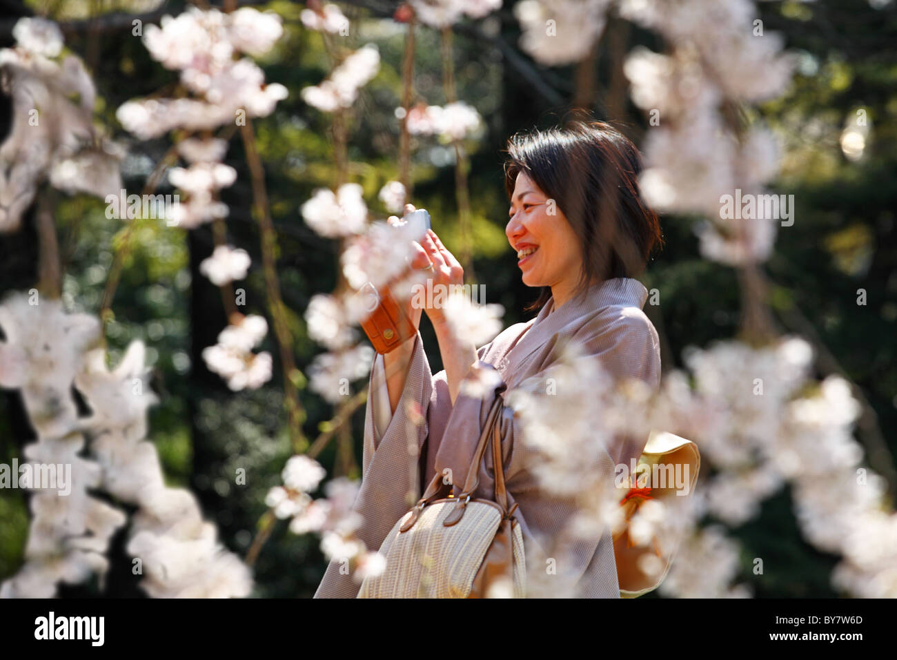 Japanische Frauen fotografieren der weißen Kirschblüten in Shinjuku Gyoen, Tokyo, Japan Stockfoto