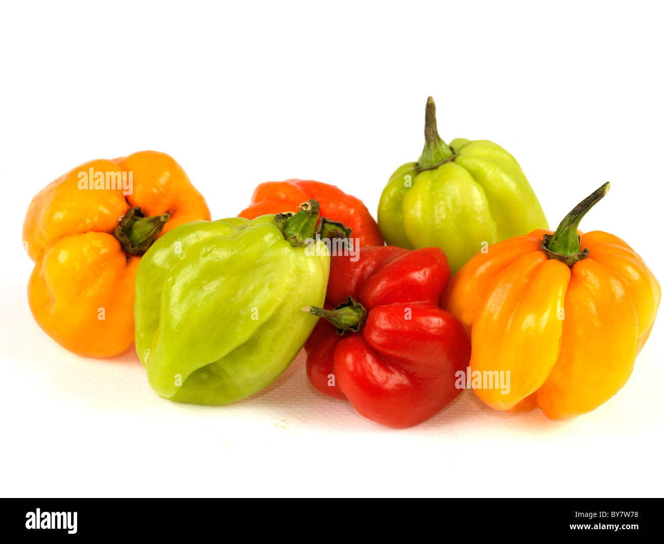 Frische reife Heiße bunten Ganze Scotch Bonnet Chilis Zutaten zum Kochen gegen einen weißen Hintergrund mit keine Menschen und einen Freistellungspfad Stockfoto