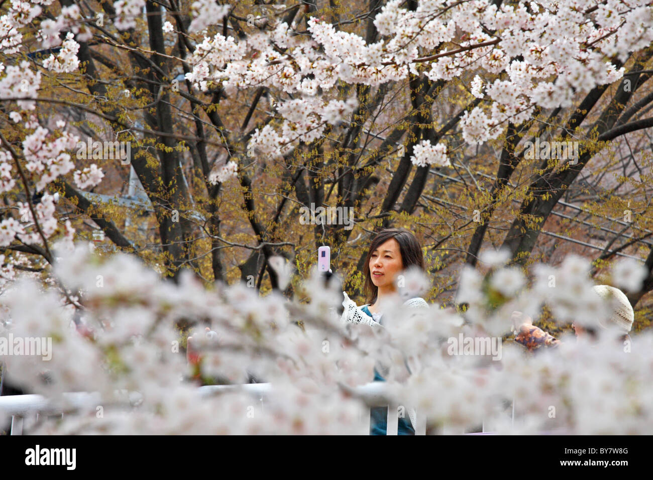 Japanische Frauen fotografieren weiße Kirschblüte mit Kamerahandy auf Brücke am Kunitachi, Tokyo, Japan Stockfoto