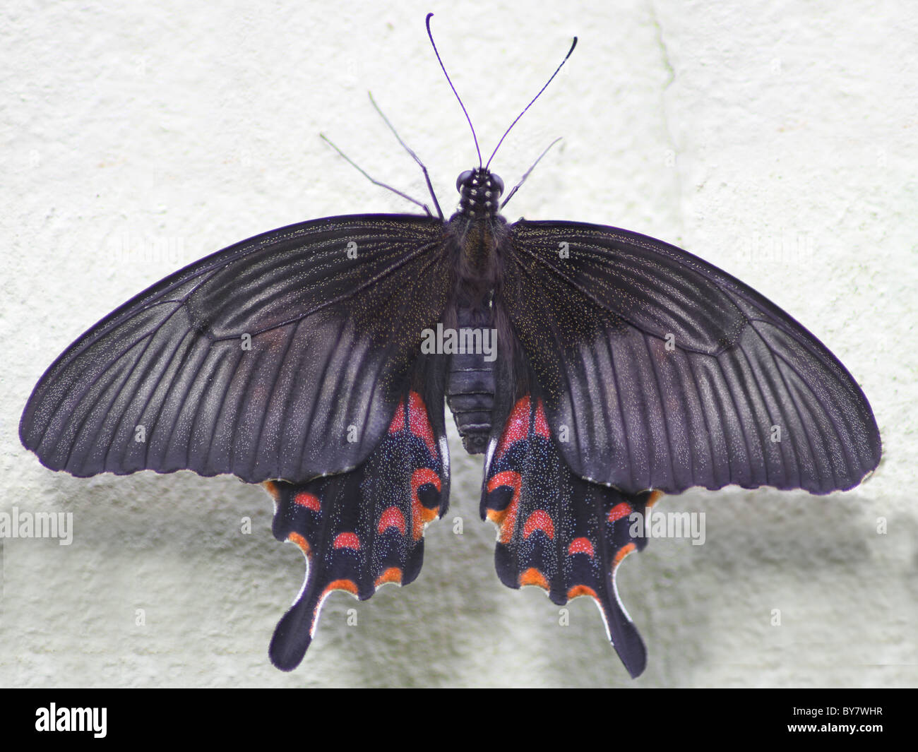 Gemeinsamen rose Schmetterling (Atrophaneura Aristolochiae / Pachliopta Aristolochiae) Stockfoto