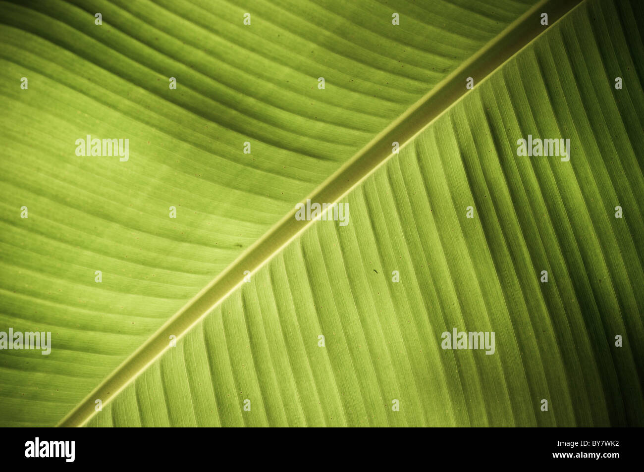 Komplizierte Textur in einem frischen grünen Blatt offenbart Stockfoto