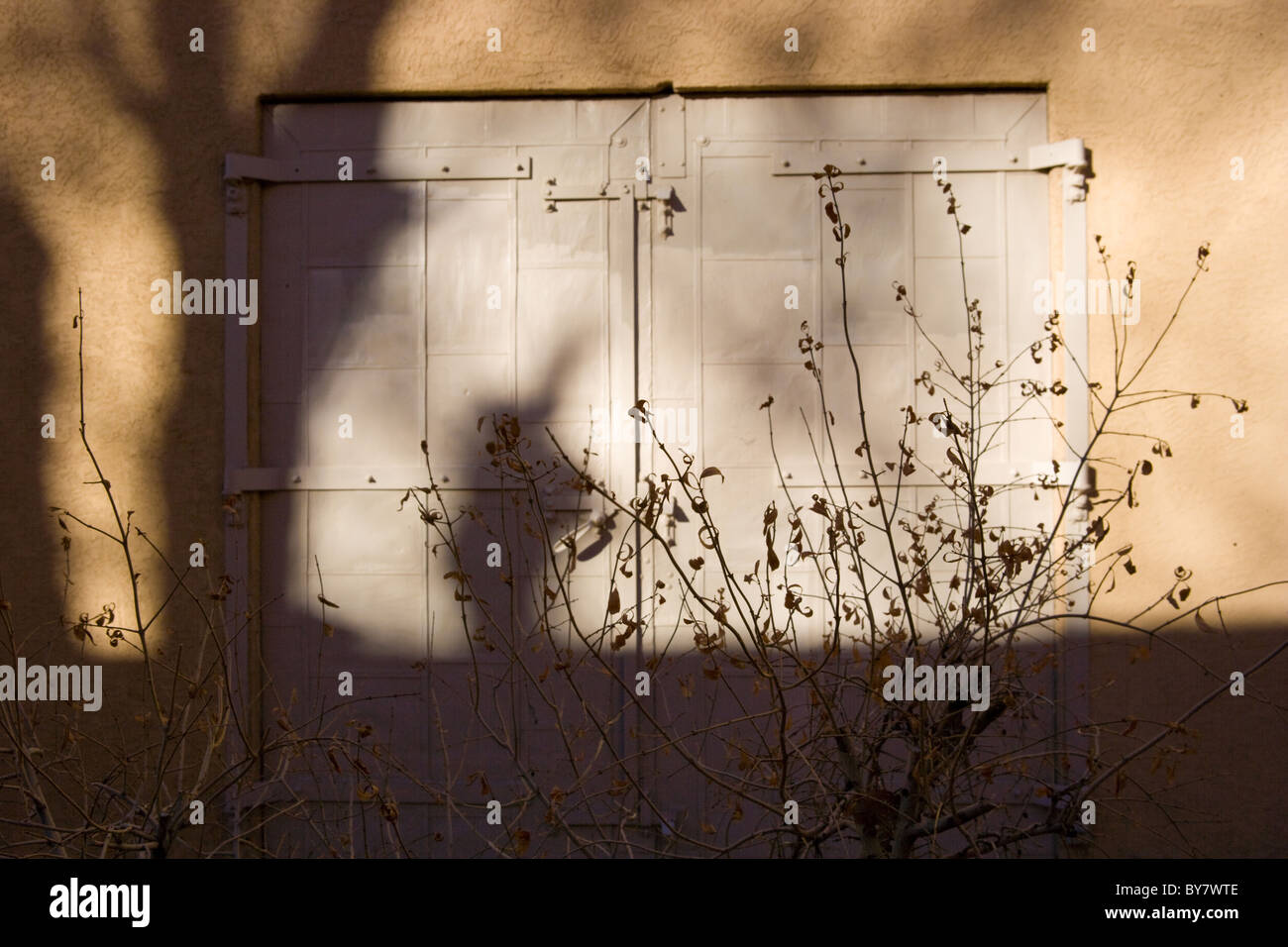 Schatten eines Baumes auf Adobe Wand, Santa Fe, New Mexico, USA Stockfoto