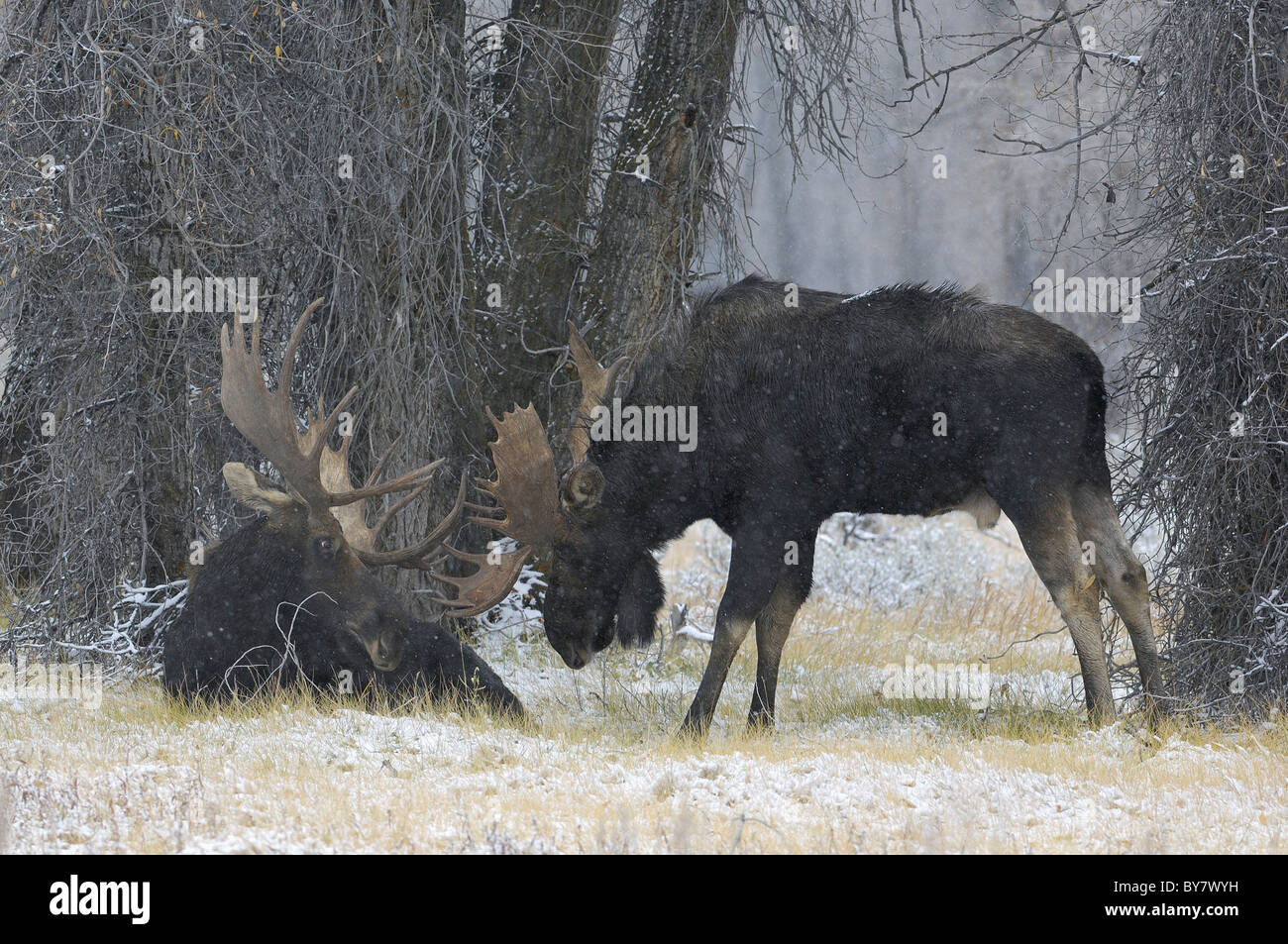 Bull Moose Konfrontation während Schneesturm in einem alten Wald im Grand Teton National Park. Stockfoto