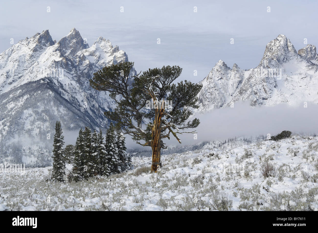 Alten Patriarchen Baum am Morgen nach einem Schneesturm im Grand Teton National Park. Stockfoto