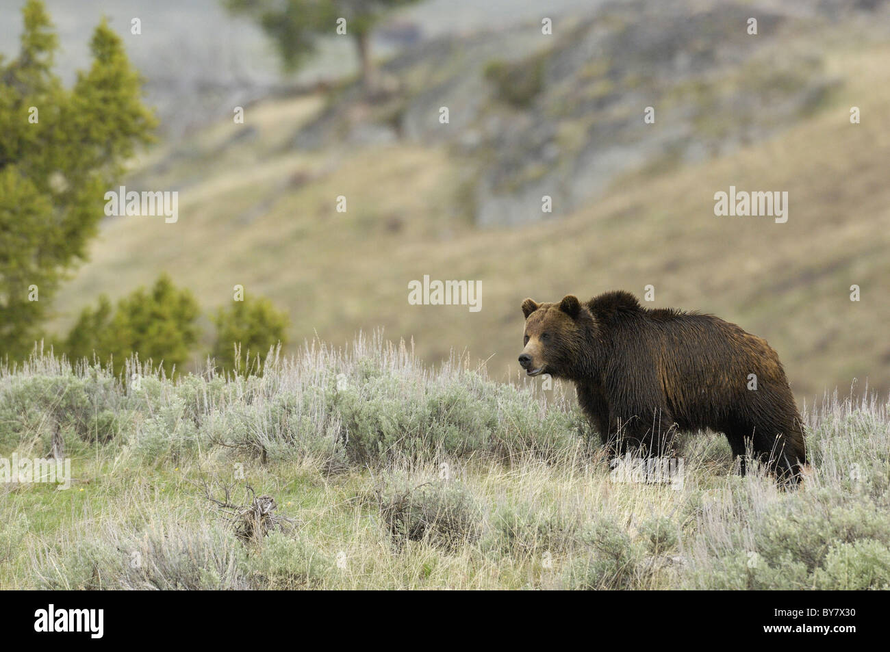 Grizzly Wildschwein im Yellowstone National Park. Stockfoto