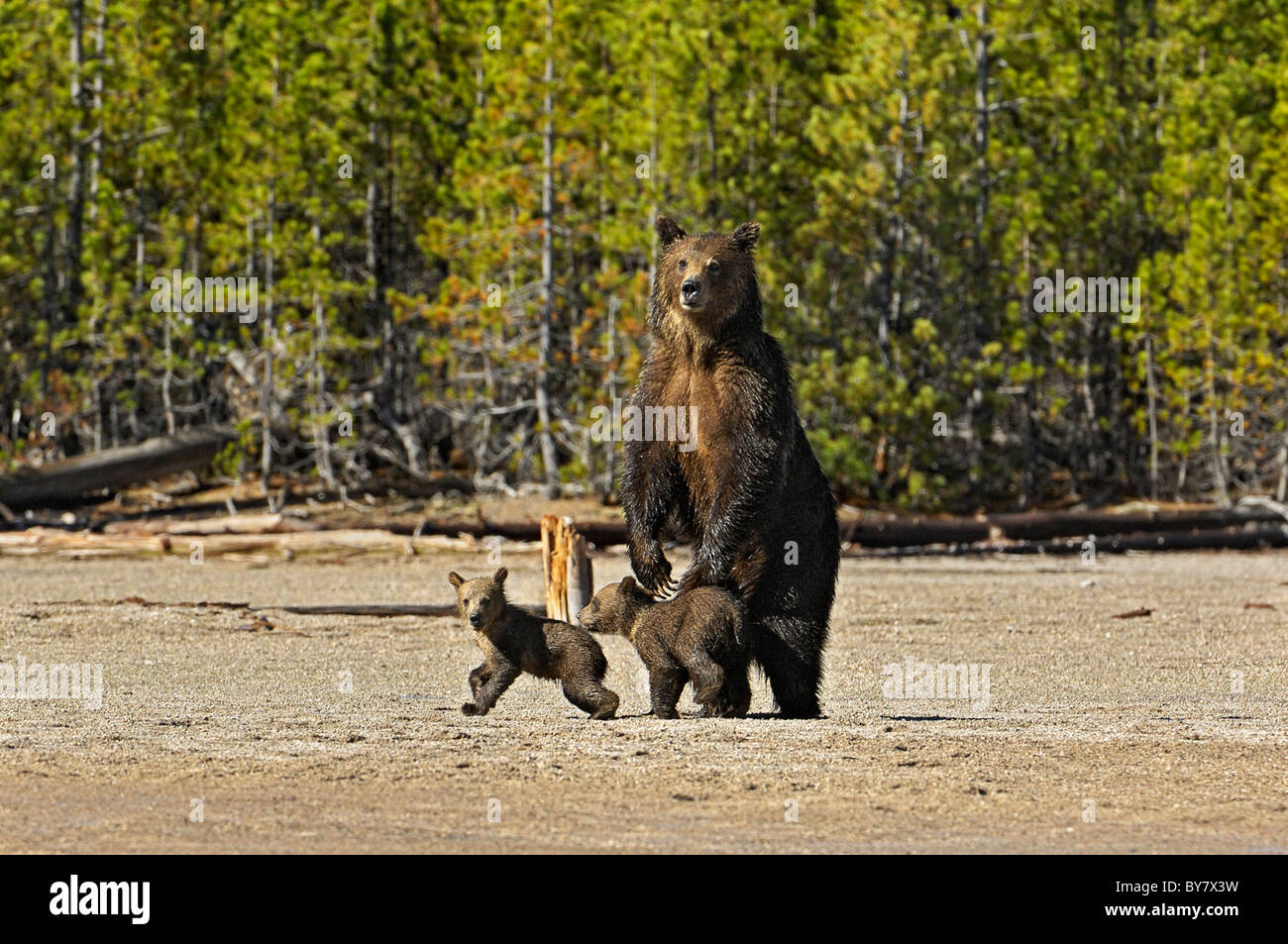 Grizzly Mutter mit jungen im Yellowstone National Park. Stockfoto