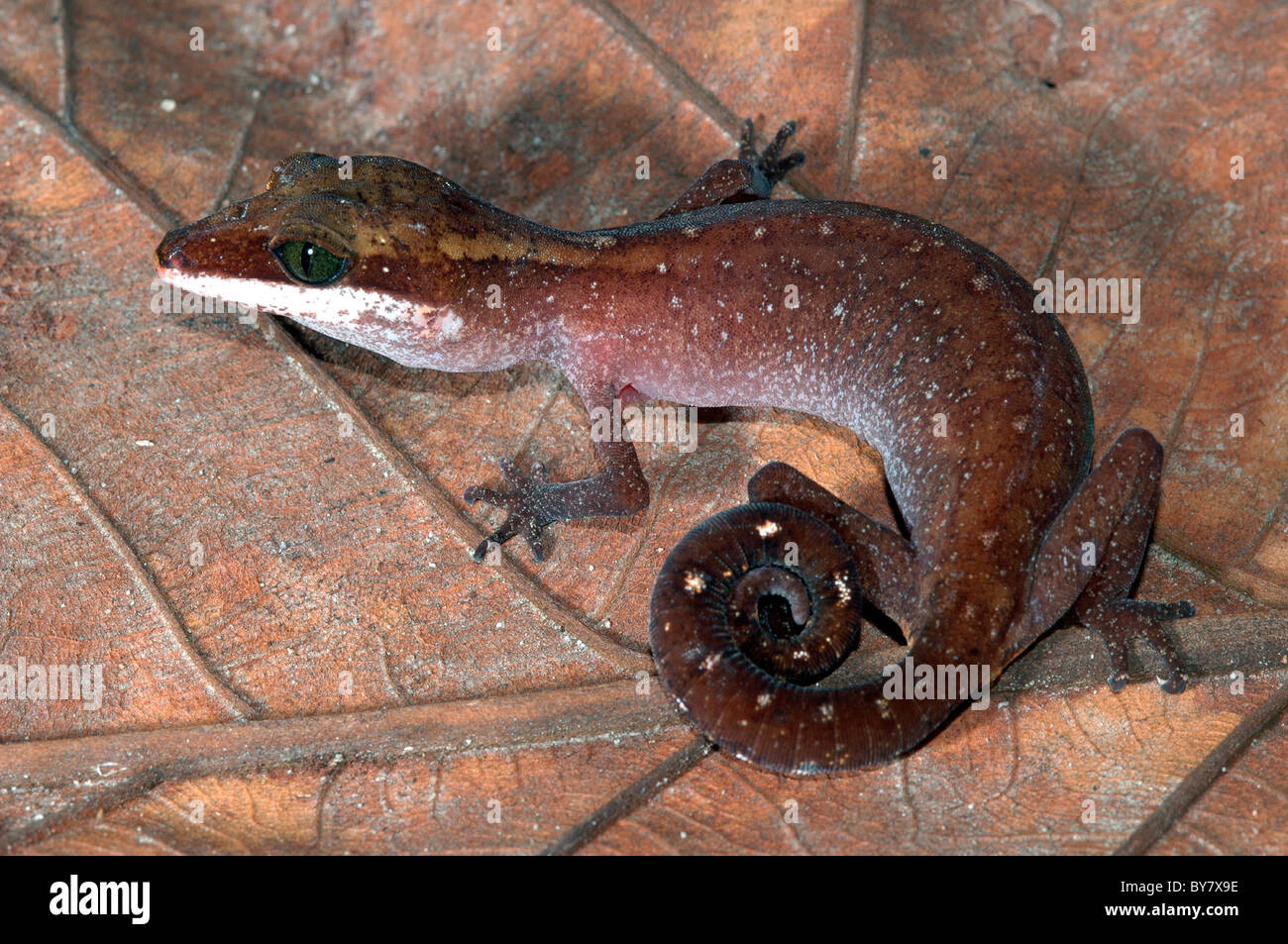 Bornean Katze Gecko Aeluroscalabotes felinus Stockfoto