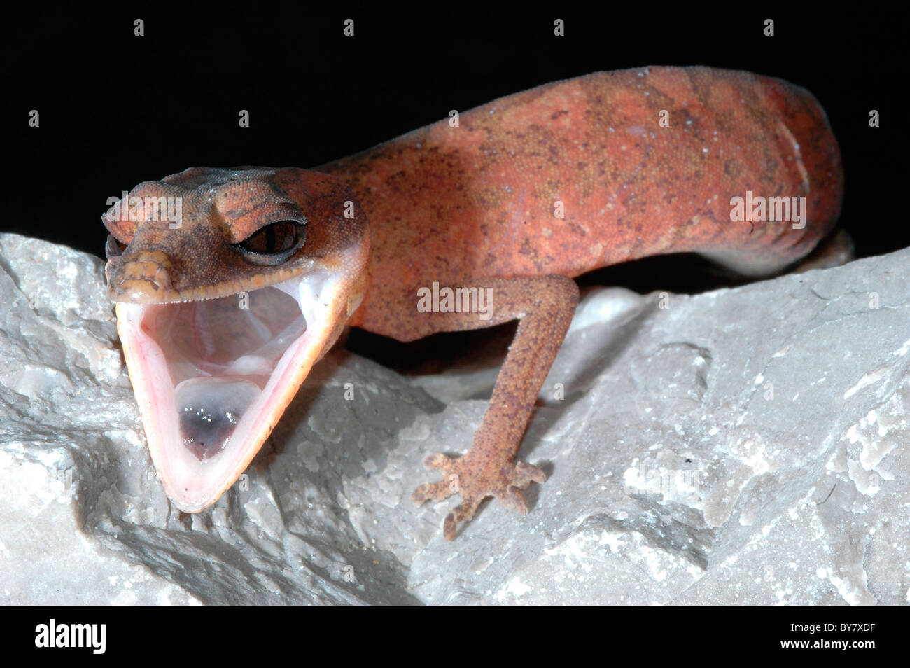 Bornean Katze Gecko Aeluroscalabotes felinus Stockfoto