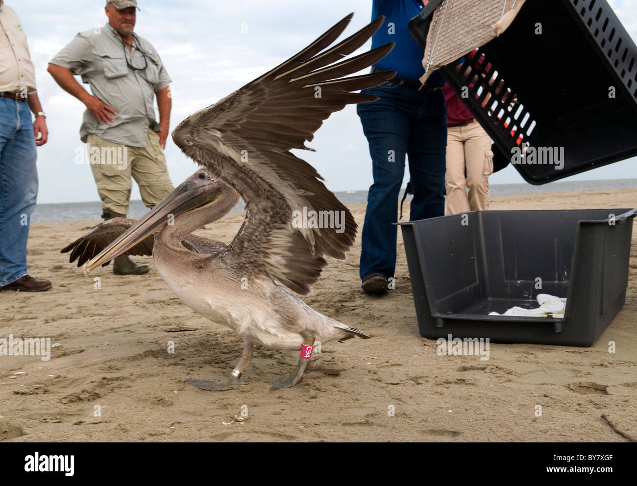 Braune Pelikane aus der Wildlife Rehabilitation Center, Gulf Oil Spill 2010 veröffentlicht Stockfoto