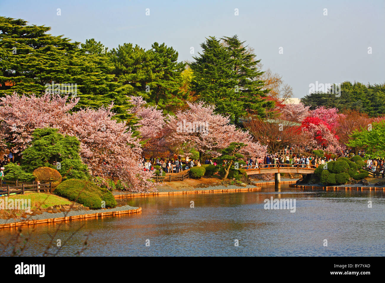 Kirschbäume blühen neben See in Shinjuku Gyoen, Tokyo, Japan Stockfoto