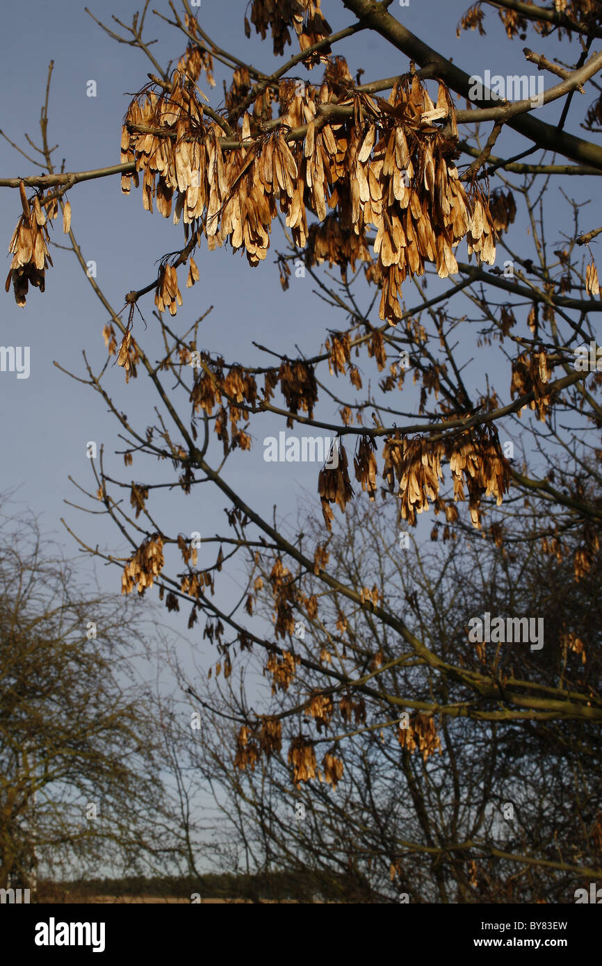 Ahorn Samen Haging vom Baum Stockfoto
