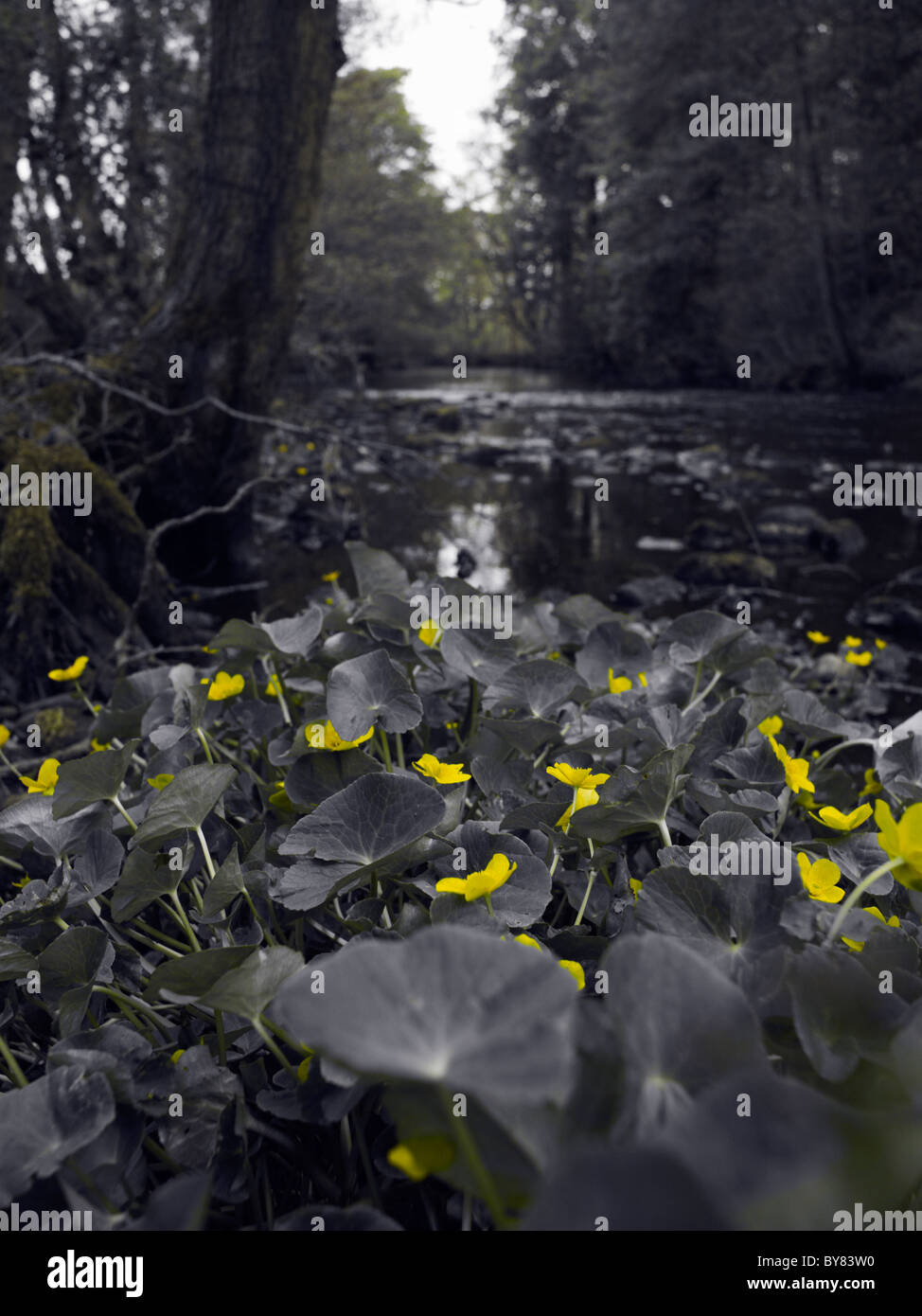 Sumpfdotterblumen am Fluß Nidd. Yorkshire Stockfoto