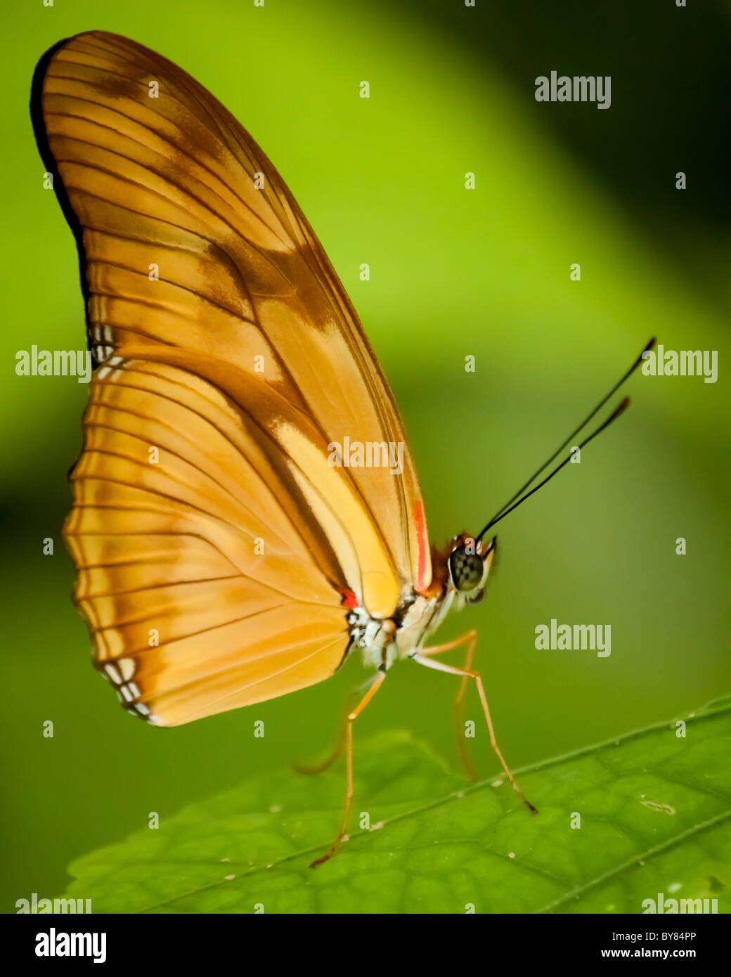 Schmetterling-Makro Stockfoto